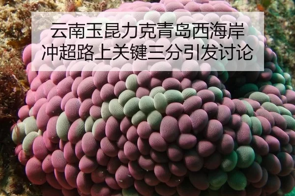 云南玉昆力克青岛西海岸 冲超路上关键三分引发讨论